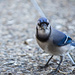 Baby Jay by lstasel