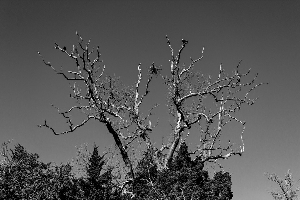 Vulture Tree by swchappell