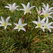 Atamasco Lily-LHG_2334  by rontu