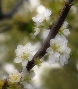 16th Mar 2017 - White Spring Blossoms