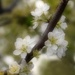 White Spring Blossoms by joysfocus