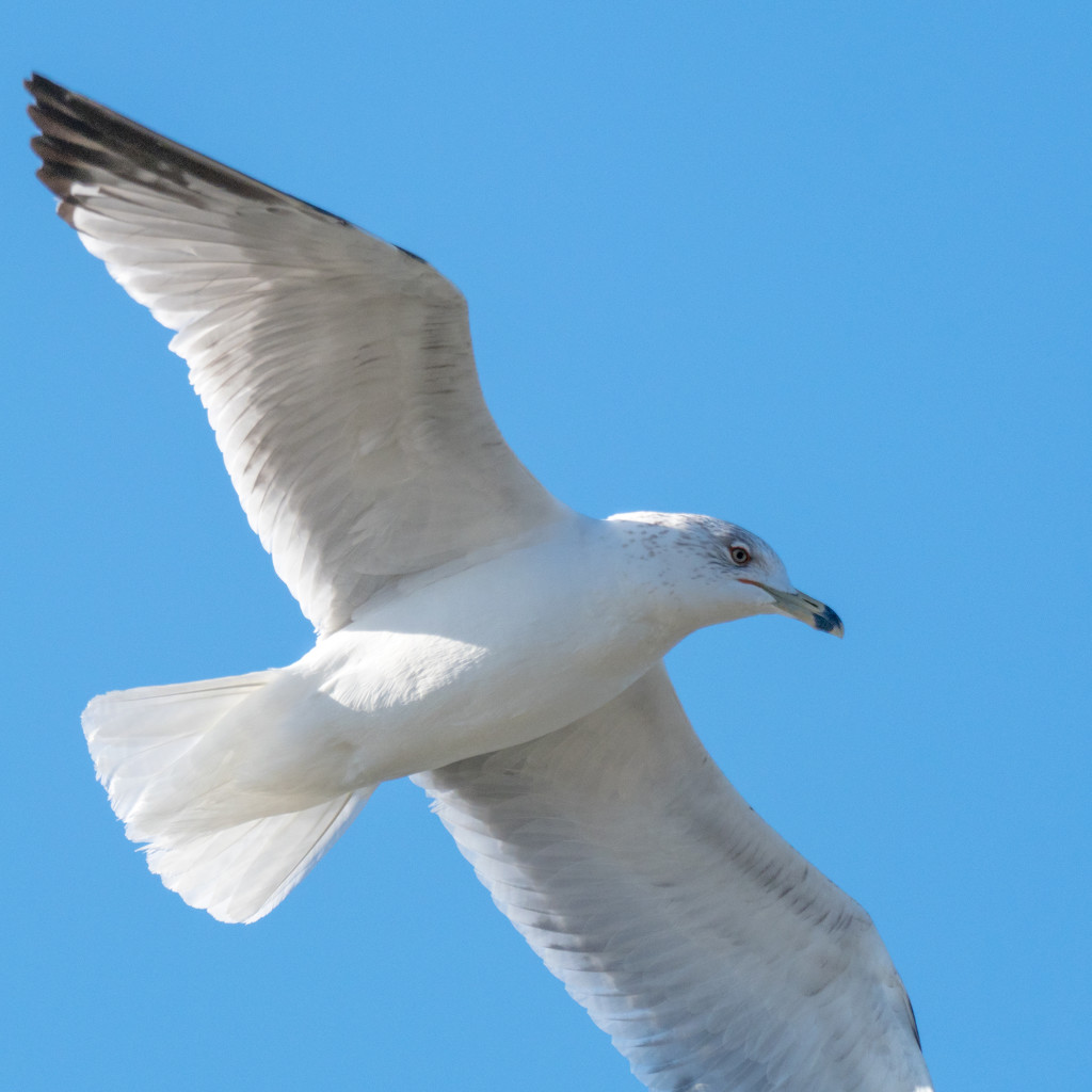 Gull in Flight Fly By by rminer