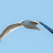Gull in Flight Wide by rminer