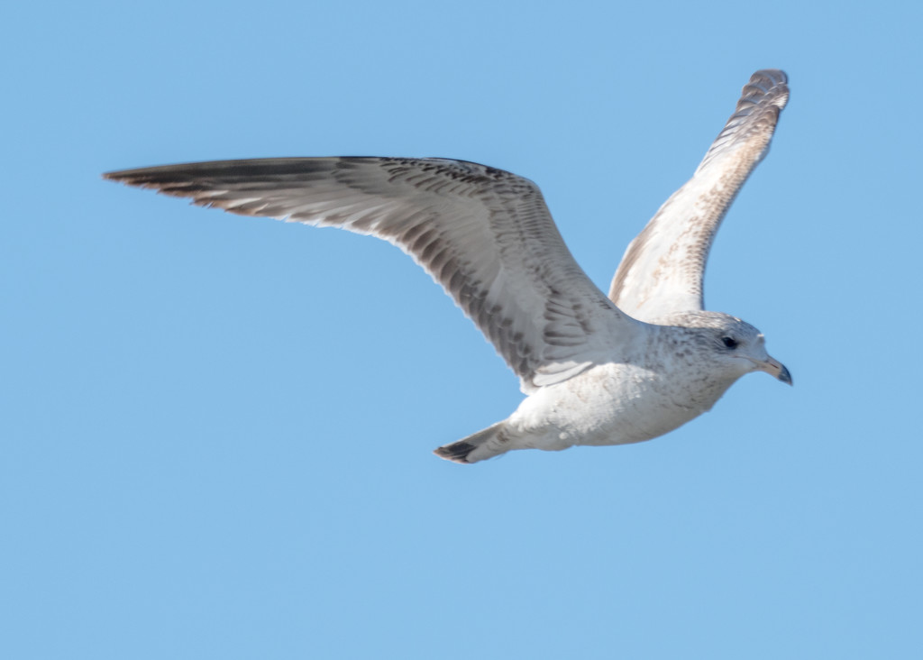 Gull in Flight Side View by rminer