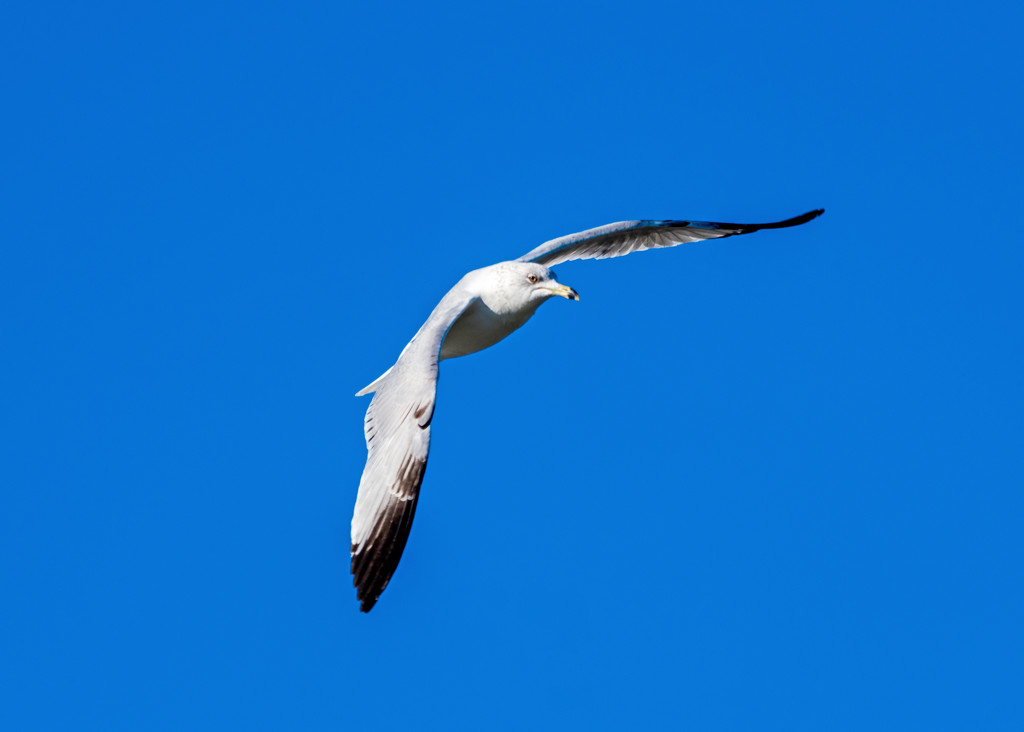 Gull in Flight Blue Sky by rminer
