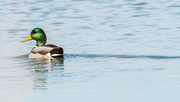 16th Mar 2017 - Male Mallard