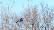 16th Mar 2017 - Great Blue Heron and a treeline