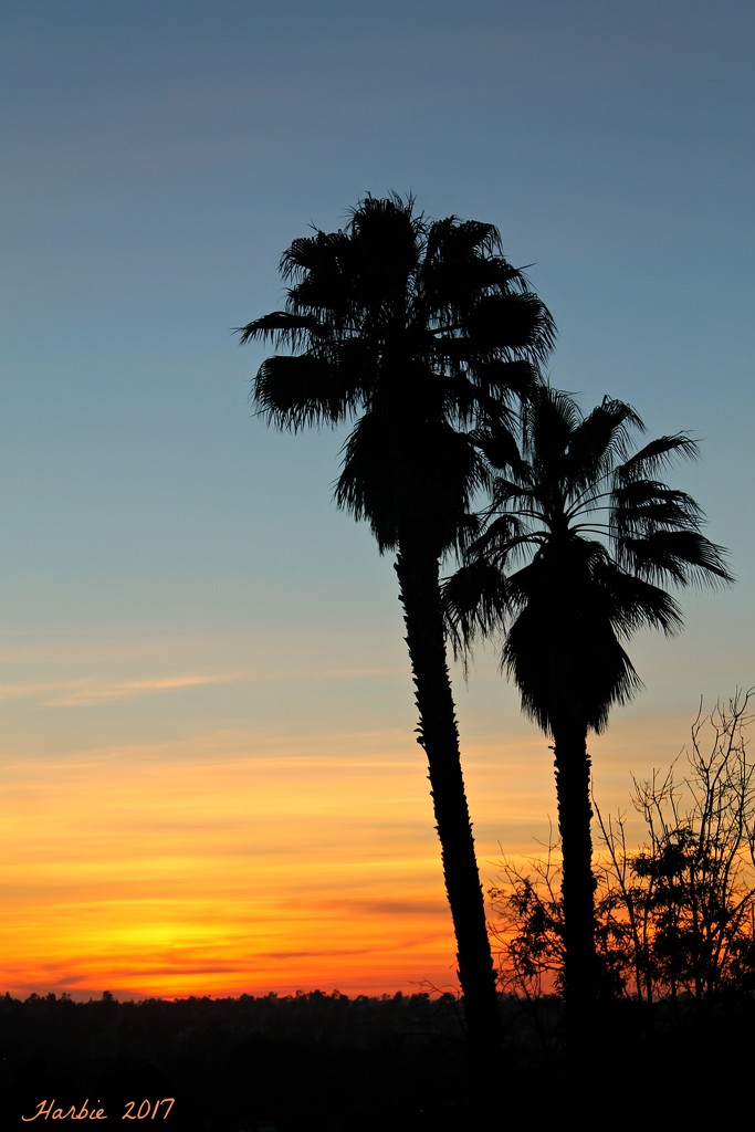 Palm Tree Sunset by harbie