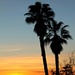 Palm Tree Sunset by harbie