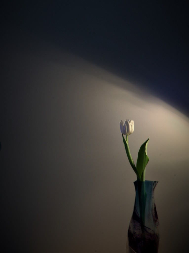 Tulip - In the Corner by granagringa