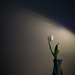 Tulip - In the Corner by granagringa