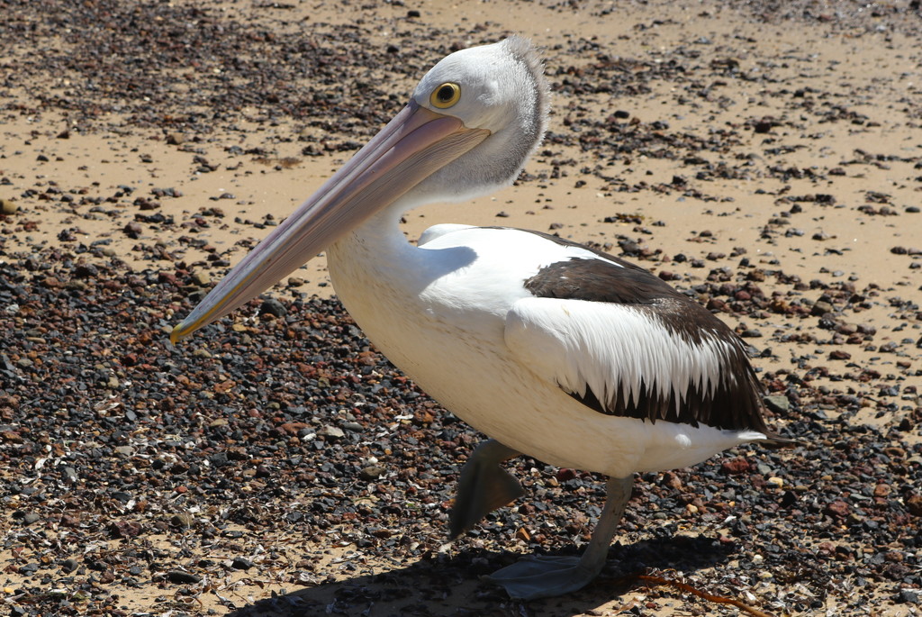 Dancing pelican by gilbertwood