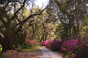 17th Mar 2017 - Garden path, Magnolia Gardens, Charleston, SC