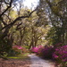 Garden path, Magnolia Gardens, Charleston, SC by congaree