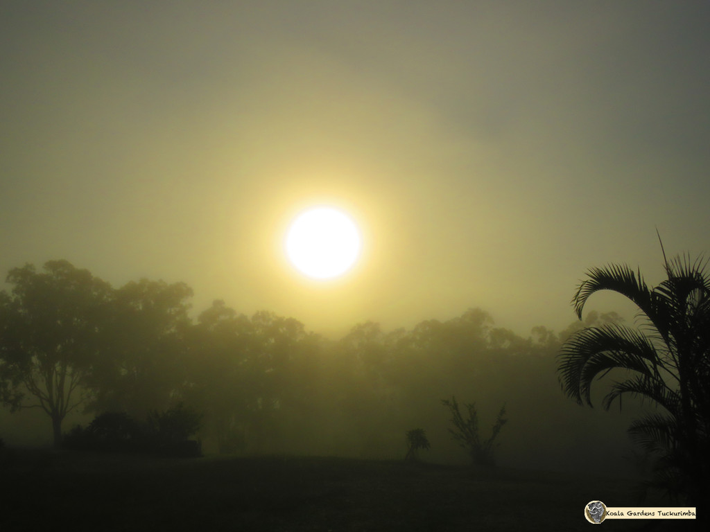 Misty sunrise due east by koalagardens