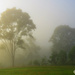 Misty sunrise south east by koalagardens