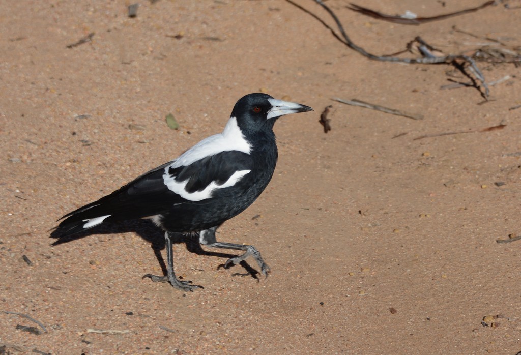 A Magpie On A Mission _DSC4835 by merrelyn