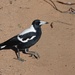A Magpie On A Mission _DSC4835 by merrelyn