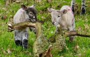 17th Mar 2017 - Spring Lambs
