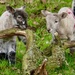 Spring Lambs by carole_sandford