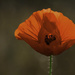 Backlit Poppy by evalieutionspics