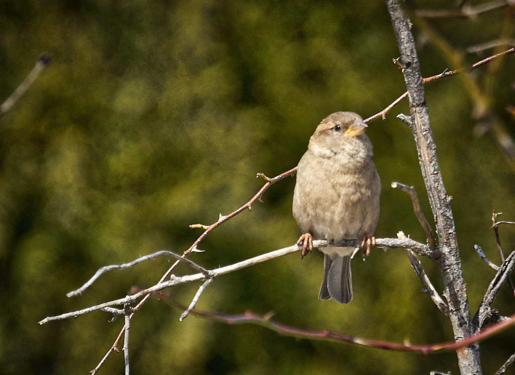 Late Winter Sparrow by gardencat