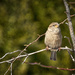 Late Winter Sparrow by gardencat