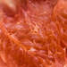 grapefruit by haskar