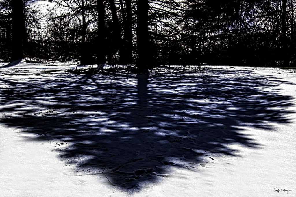 Pine Tree Shot #16 - Me and My Shadow by skipt07