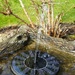 Solar Fountain by kimmer50