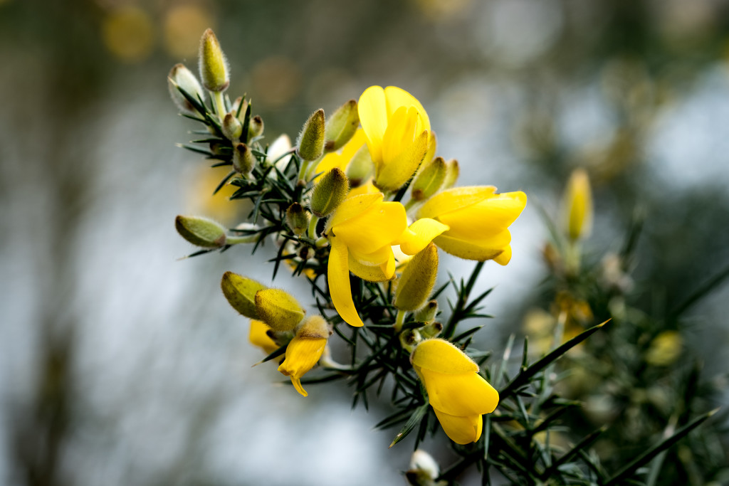 Gorse... or perhaps GORSE! by vignouse
