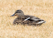 17th Mar 2017 - Female Mallard in the short grass