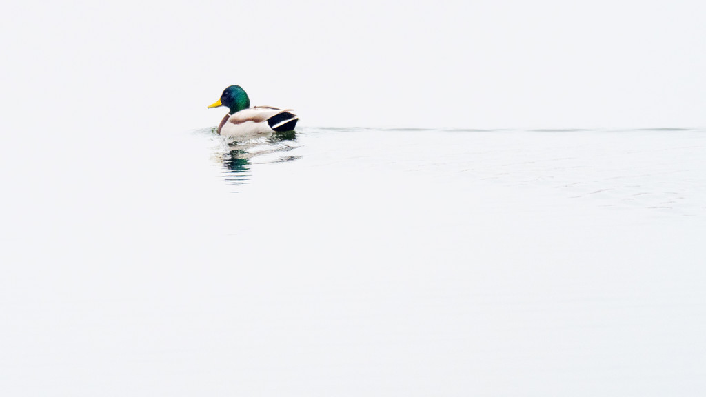 Male Mallard on a Calm Silver lake by rminer