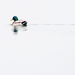 Male Mallard on a Calm Silver lake by rminer