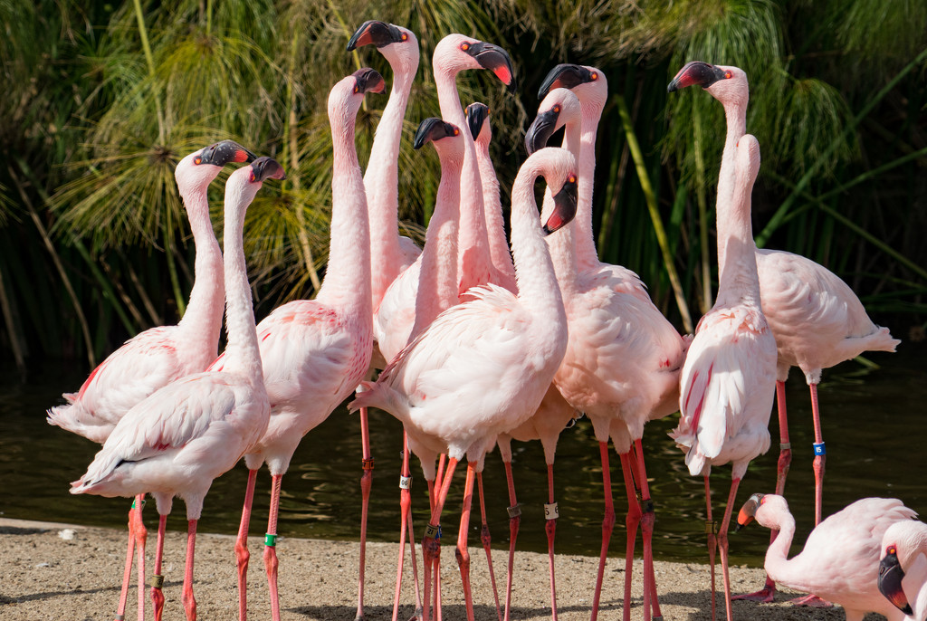 Flamingo Friday - 029 by stray_shooter
