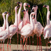 Flamingo Friday - 029 by stray_shooter