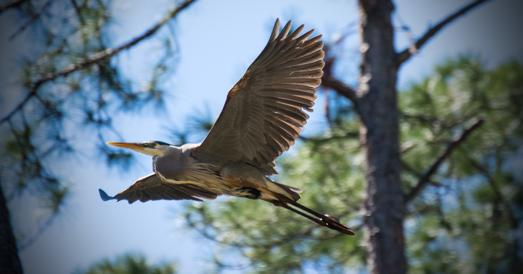 BHIF-Blue Heron in Flight! by rickster549