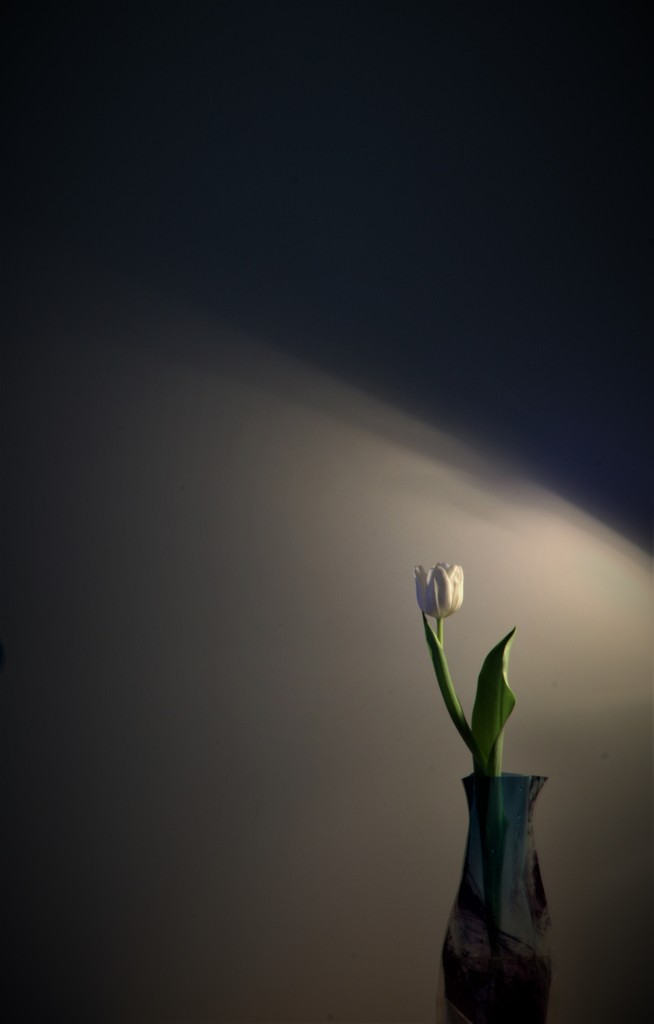 Tulip - In the Corner uncropped by granagringa