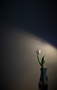 16th Mar 2017 - Tulip - In the Corner uncropped