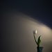 Tulip - In the Corner uncropped by granagringa