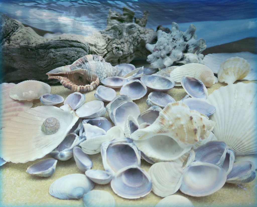 Seashells by wendyfrost