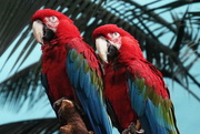 16th Mar 2017 - Macaws