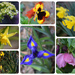 Flowers, Week 11 by dsp2