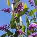 Spring Purples by harbie