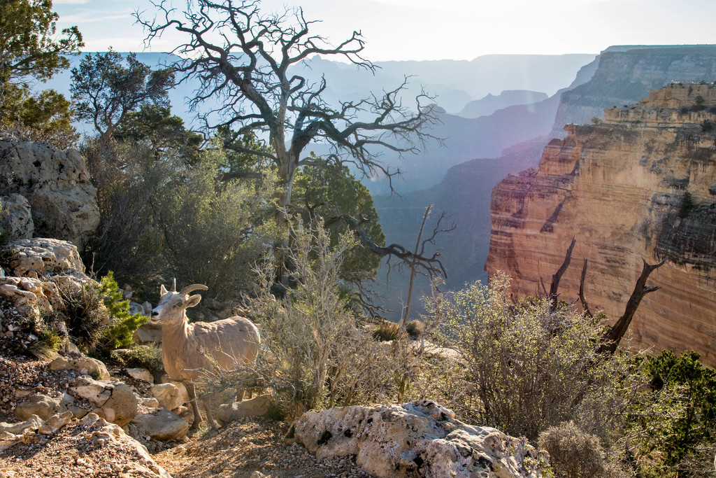 Grand Canyon Horned Sheep by ckwiseman