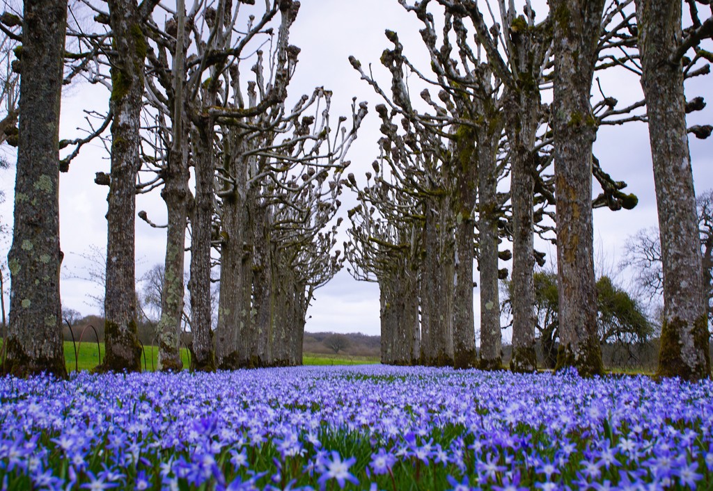 pleached limes and blue chionodoxa  by quietpurplehaze