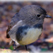 South Island Robin by dkbarnett