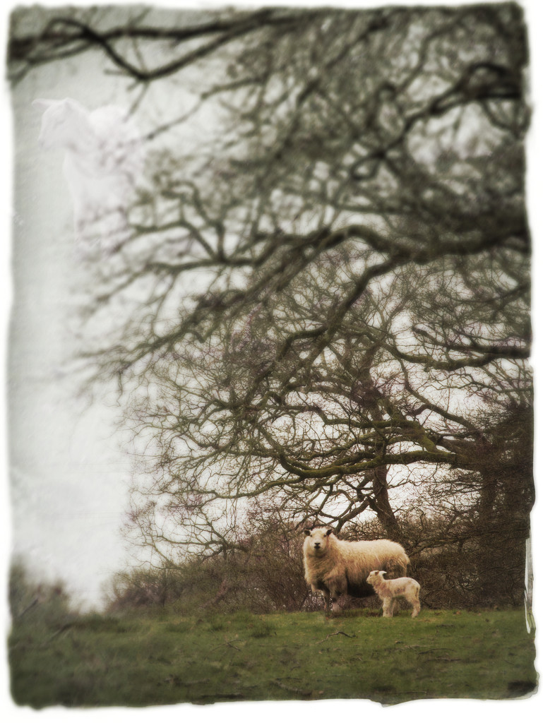 Lambing season by overalvandaan