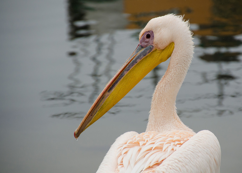 Pelican by salza