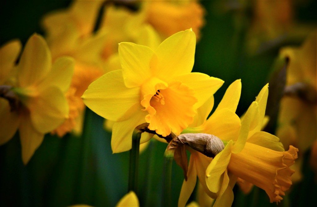 Amidst a Host of Golden Daffodils by carole_sandford